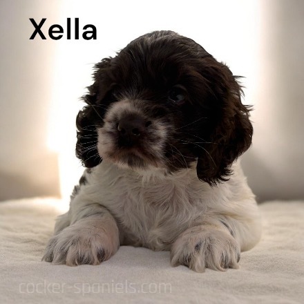 puppy, for, sale, Cocker Spaniel, Joe & Cherri  Overlease, dog, breeder, Miller, MO, dog-breeder, puppy-for-sale, forsale, nearby, find, puppyfind, locator, puppylocator, aca